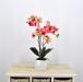 Pianta artificiale Orchidea Phalaenopsis Doris fucsia