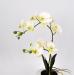 Pianta artificiale Orchidea Phalaenopsis Doris bianca