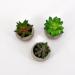 Tris succulenti verde