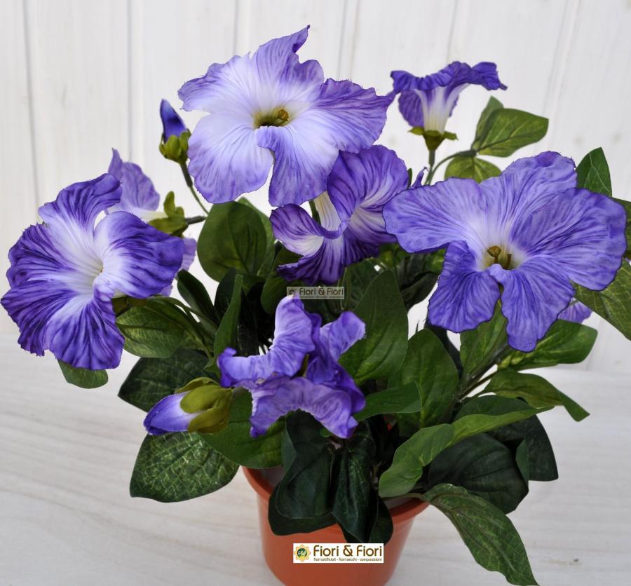 Speronella Imperiale Doppia: Coltivazione, Significato E Cura | Fioreria L'Orchidea
