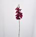 Orchidea phalaenopsis artificiale fucsia