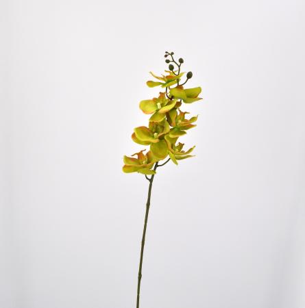 Orchidea phalaenopsis artificiale verde