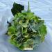 Ortensia macrophylla verde