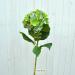 Ortensia macrophylla verde