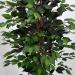 Pianta artificiale Ficus Benjamin verde 125