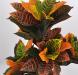 Croton variegato artificiale