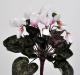 Ciclamino artificiale rosa