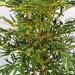 Pianta artificiale bamboo verde cm 150