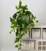 p1 Pothos real touch
