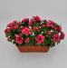 Azalea artificiale balcone fucsia