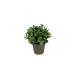 Set Piante artificiali aromatiche