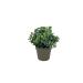 Set Piante artificiali aromatiche