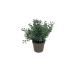 Set Piante artificiali aromatiche