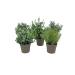 Set Piante artificiali aromatiche