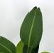 Pianta artificiale Banano small