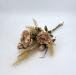 Bouquet Peonia autunnale rosa antico