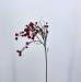 Bacca Aronia artificiale rossa