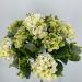 Bouquet fiori artificiali Ortensia verde