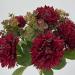 Bouquet Dalia Colorado rosso