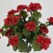 Geranio artificiale UV rosso