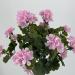 Geranio artificiale UV rosa
