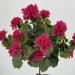 Geranio artificiale UV fucsia