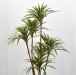 Dracena marginata artificiale