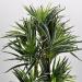 Dracena marginata artificiale