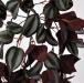 Tradescantia medium rossa1