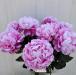 P.2 Peonia artificiale lux rosa