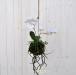 Orchidea artificiale Kokedama piccola